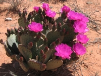 Prickly Pear in Bloom